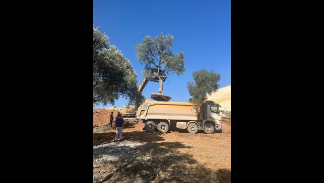 YK Enerji, santral sahalarındaki 151 zeytin ağacını yeni yerine taşıdı