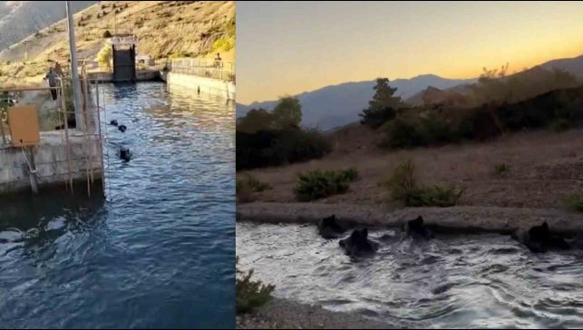Sulama kanalında akıntıya kapılan domuz sürüsü ilginç görüntü oluşturdu