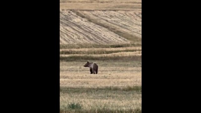 Ardahan'da boz ayı tarlaya indi
