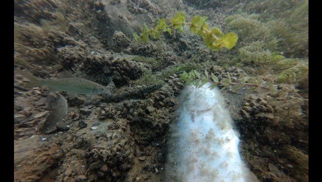 Elazığ'da su altı harikaları kayda alınıyor