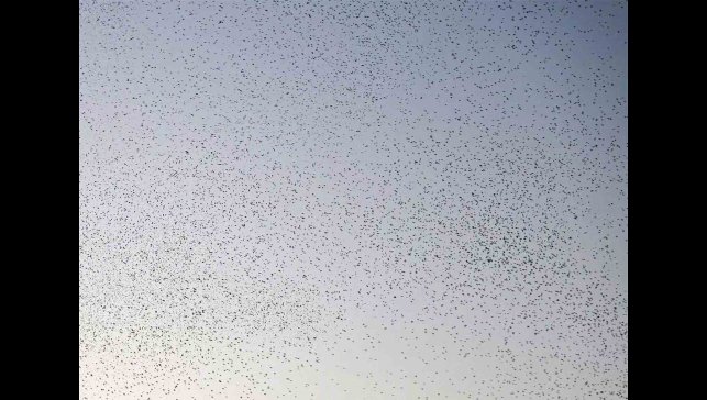 Bitlis semalarında binlerce kuş adeta dans etti