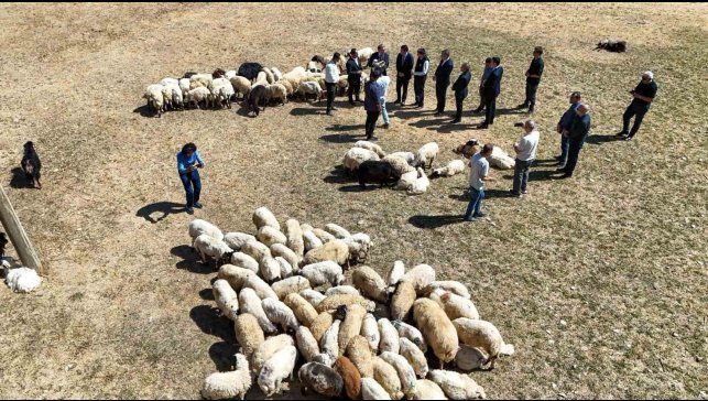 Vali Balcı: "Çiftçilerimize 240 bin koyun verdik"