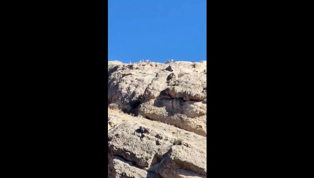 Malatya'da dağlık alanda yaban keçisi sürüsü görüntülendi