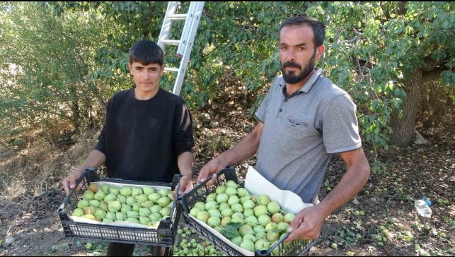 Malatya'da tescilli Akçadağ armudu hasadı başladı: Kilosu 70 TL'den alıcı buluyor
