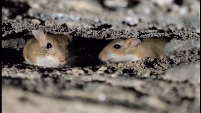 Tatvan'da nesli tehdit altındaki Arap tavşanları görüntülendi