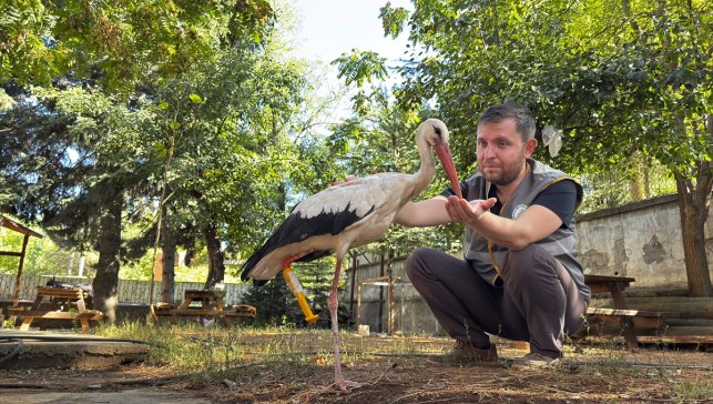 "Pamuk" leylek protez bacağıyla göç yolculuğuna çıkacak