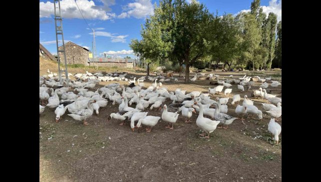 Kars'ta kazlar kesime hazırlanıyor: Sofralık lezzet için geri sayım başladı