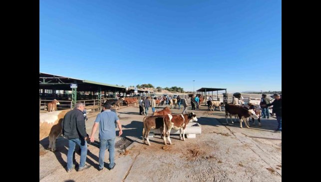Malatya'da kapalı olan hayvan pazarı yeniden açıldı