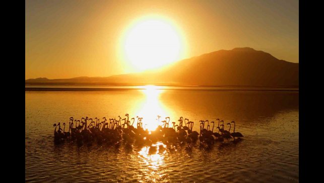 Van Gölü'nde gün batımıyla flamingoların güzelliği