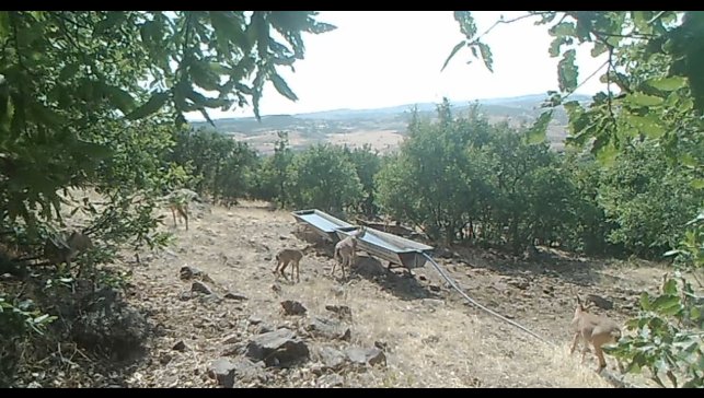 Elazığ'da dağ keçilerinin sıvatlardan su içmesi fotokapanlara yansıdı