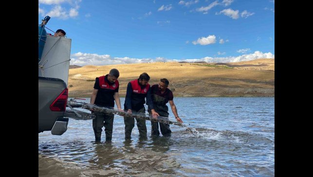 Muş'ta gölet ve barajlara 1 milyon sazan yavrusu bırakıldı