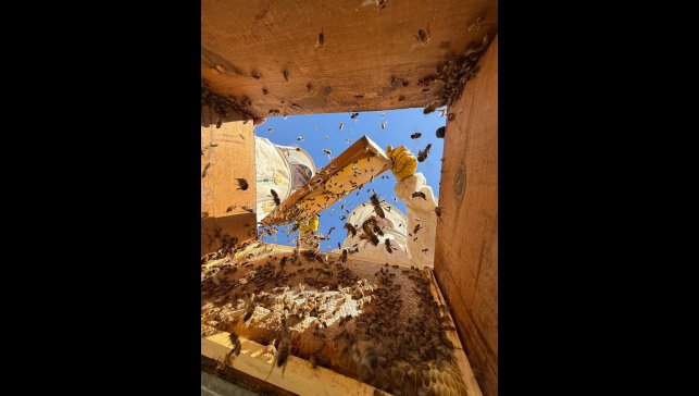 Hizan'da arıcılar karakovan balı hasadına başladı