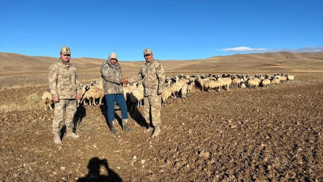 Erzincan'da kaybolan 300 koyun İHA desteği ile bulundu
