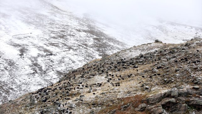 Ardahan'da küçükbaş hayvan sürüleri kar yağışına hazırlıksız yakalandı