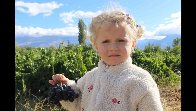 Erzincan'ın az şekerli "Cimin üzümü"nün hasadı sürüyor