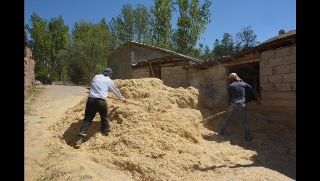 Erzincan'da çiftçinin kış hazırlığı sürüyor