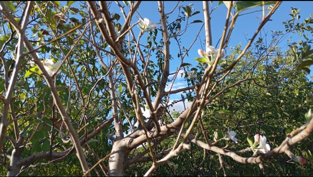 Elazığ'da elma ağacı çiçek açtı