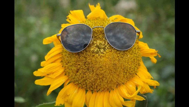 Sarının her tonu ile güneşi kıskandıran ayçiçeği tarlaları göz kamaştırıyor