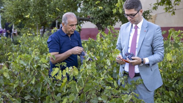 Van'ın tescilli üzümünde hasat mesaisi başladı