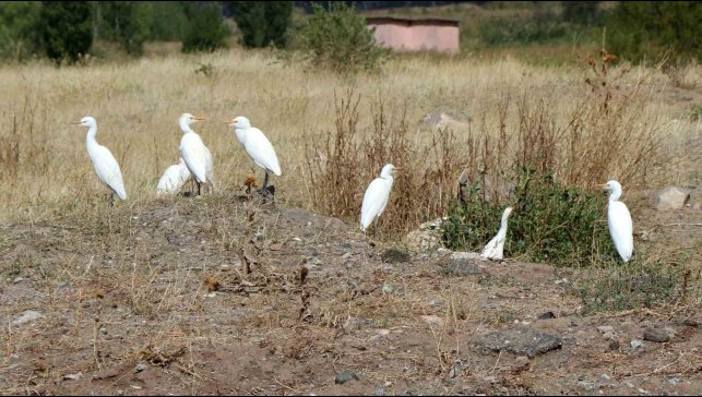 Erzincan'da süzülen kuşların göç hareketleri izleniyor