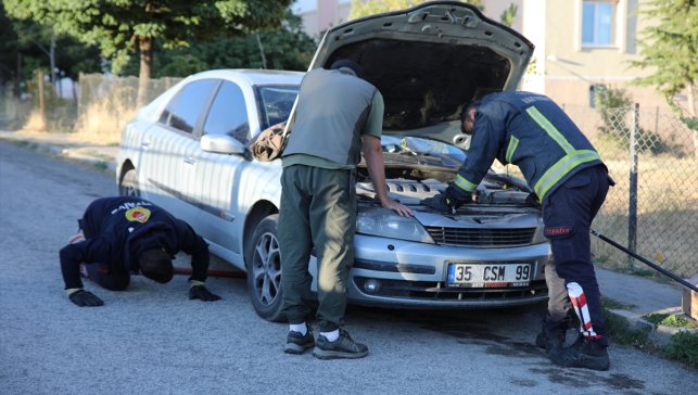 Köpeklerden kaçan su samuru otomobilin kaputuna sığındı