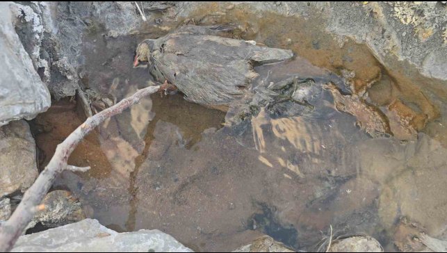 Hakkari'de gizemli kükürt vadisi: İnsanlara şifa, hayvanlara ölüm