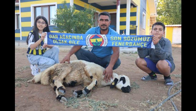 Fenerbahçe'nin makus tarihi değişsin diye, adadıkları hayvanı kestiler
