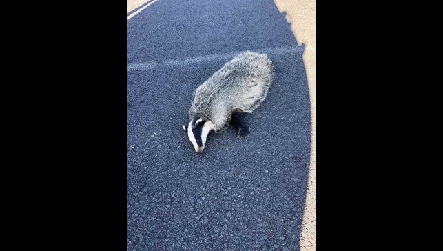 Akyaka'da aracın çarptığı porsuk telef oldu