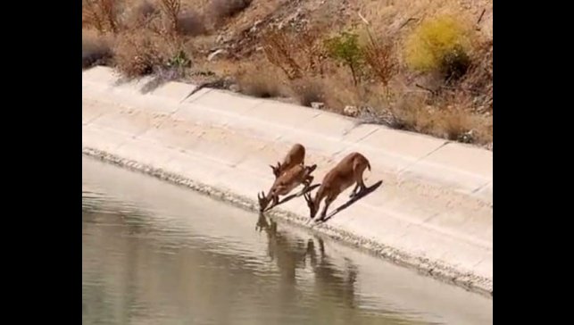Yaban keçileri sulama kanalında su içerken görüntülendi