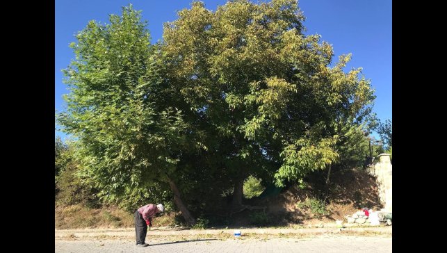 Erzincan'da köylülerin zorlu ceviz hasadı başladı