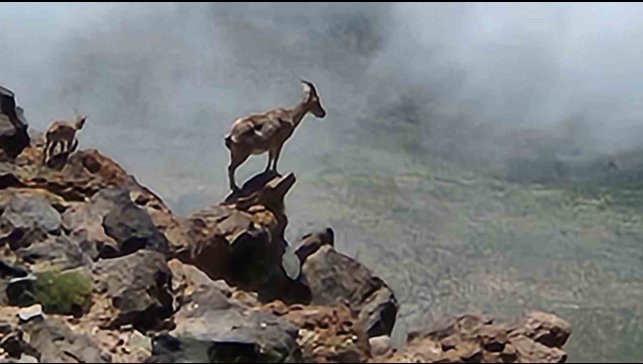 Ağrı Dağı'nda 4 bin rakımda dağ keçileri görüntülendi