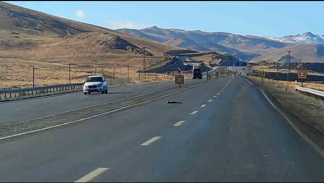 Van'da araçların çarptığı 2 tilki, 1 kartal ve 1 tavşan telef oldu