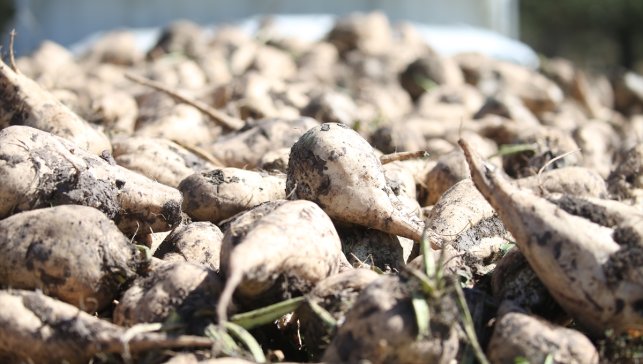 Kars Şeker Fabrikası pancar alımına başladı