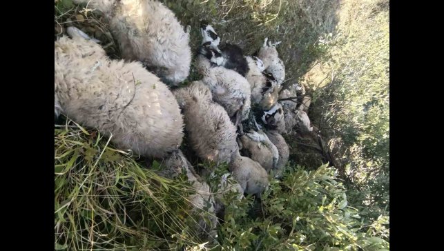 Tunceli'de koyun izdihamı: 29 hayvan telef oldu