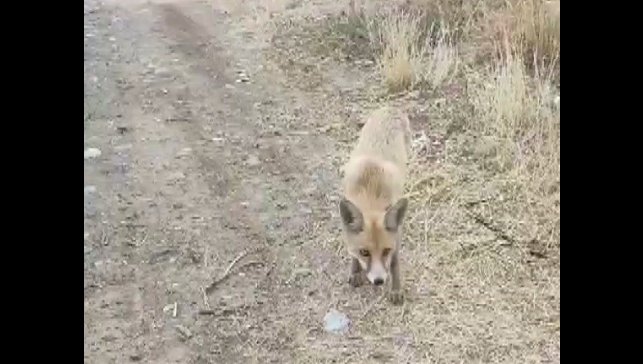 Yolda karşısına çıkan tilkiyi çerezle besledi