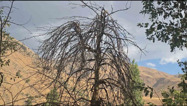 Hakkari'nin Cevizli köyünde ağaçlar kurudu, tarlalar susuz kaldı
