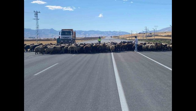 Muş'ta 'Güvenli Hayvan Geçişleri Projesi' uygulandı