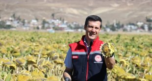 Ağrı'da 50 bin 500 dekarlık alanda üretimi yapılan ayçiçeğinin hasadı başladı