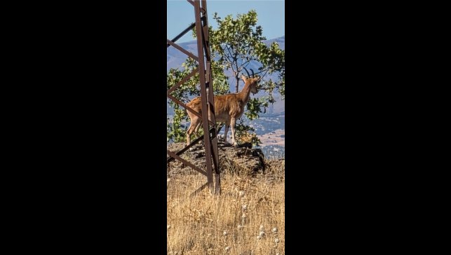 Elazığ'da dağ keçileri görüntülendi