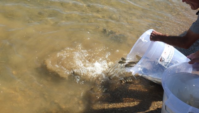 Elazığ'da Keban Baraj Gölü'ne 10 bin sazan yavrusu bırakıldı