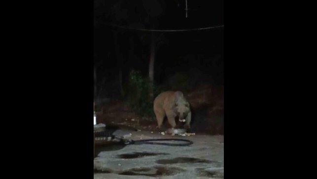 Bingöl'de şantiye alanına inen ayı karnını doyurdu... O anlar kamerada