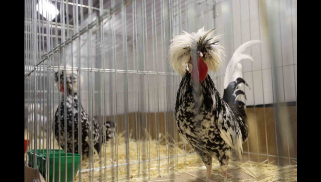 Doğu ve Güneydoğu'nun en renkli süs tavukları Elazığ'da buluştu