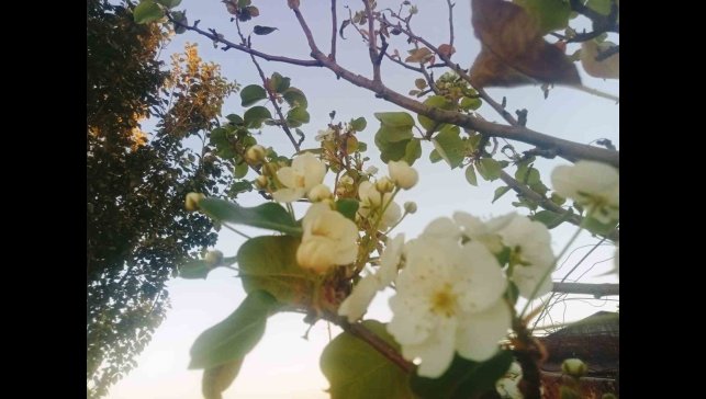 Tunceli'de çiçek açan armut ağacı şaşırttı