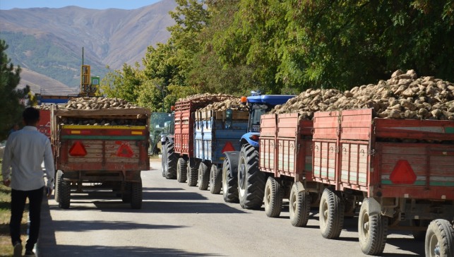 Muş'ta şeker pancarı alımı başladı