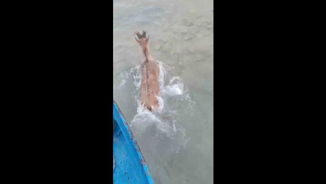 Kurtlardan kaçarken göle düşen dağ keçisini balıkçılar kurtardı