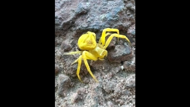 Elazığ'da Sarı Yengeç örümceği görüldü