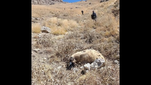 Başkale'de kurt saldırısı: Onlarca koyun telef oldu