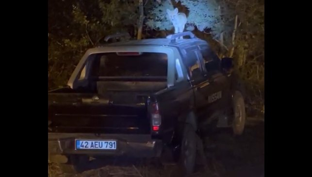 Yüksekova'da dost canlısı tilki: Önce arabanın üzerine çıkıyor, sonra elle besleniyor