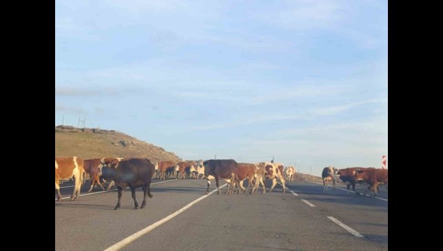 Kars'ta karayoluna çıkan büyükbaş hayvanlar trafiği aksattı