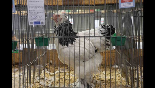 Doğu ve Güneydoğu'nun en güzel horoz ve tavukları belli oldu